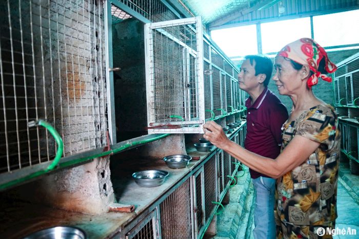 Thời gian qua, anh Cử đã cung cấp giống và tận tình hướng dẫn kỹ thuật cho nhiều nông dân trong cả nước nhân rộng mô hình. Nhiều người đã tìm đến trang trại của anh để học tập kinh nghiệm, kỹ thuật nuôi. Ảnh: T.P