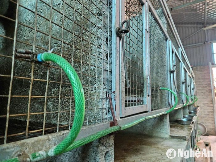 Nước uống cho chồn đã qua hệ thống bình lọc, được lắp vòi chảy tự động ở từng ô chuồng. Ảnh: T.P