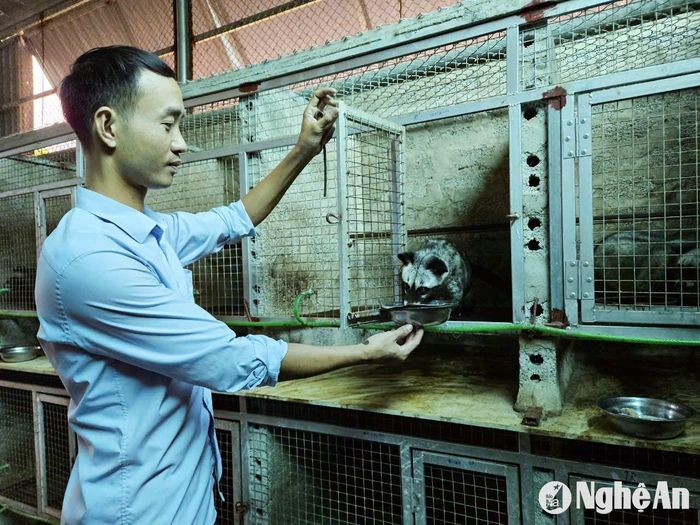 “Trước đó, khi làm việc ở các tỉnh miền Nam, tôi đã có thời gian tìm hiểu, học hỏi kinh nghiệm nuôi chồn hương tại các trang trại lớn. Nuôi chồn, kỹ thuật không quá khó, không đòi hỏi diện tích đất đai lớn và quan trọng là không bị ô nhiễm môi trường nên nuôi được trong khu dân cư”, anh Cử cho biết. Ảnh: T.P