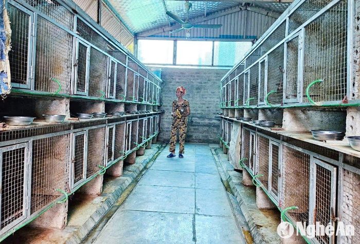 Với 2 khu chuồng trại ở Xuân Lam và Nghi Kiều (Nghi Lộc), anh Cử đang nuôi 700 con chồn hương, chủ yếu nuôi sinh sản để bán con giống ra thị thường. Ảnh: T.P