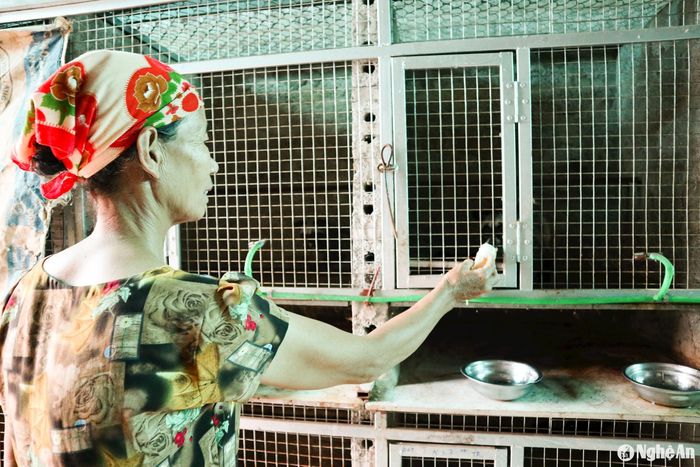 Thức ăn của chồn hương chủ yếu là chuối chín, cá sông, tôm, cua đồng. Ảnh: T.P