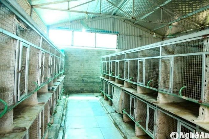 Trong chuồng lắp đặt camera, máy đo nhiệt độ, quạt trần, quạt thông gió và hệ thống tản nhiệt. Chuồng được phân chia thành các khu riêng biệt: khu nuôi cá thể, khu nuôi các cặp chồn vợ chồng, khu nuôi chồn sơ sinh... Tùy giai đoạn phát triển, sẽ nhốt chồn trong lồng theo tỷ lệ 1-2 hoặc nhiều con. Ảnh: T.P