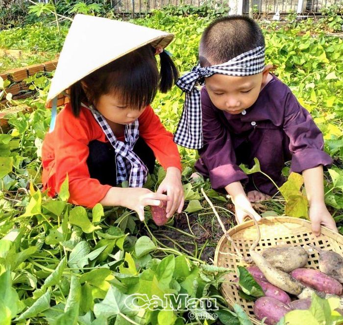 Trẻ ở trường mầm non SOS thích thú với trải nghiệm đào củ khoai lang. Nhà trường còn trồng mít, xoài, đu đủ, các loại rau, để các em tự tay hái, chăm sóc.