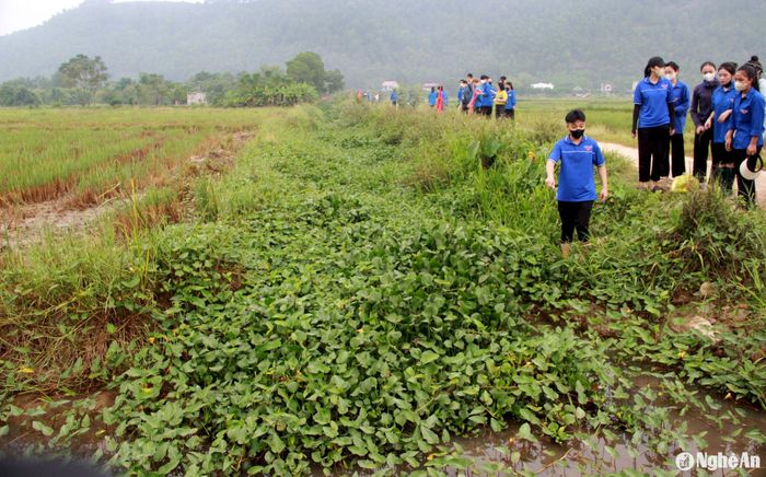 Sau một thời gian, nhiều kênh mương trên cánh đồng xã Hưng Tây, huyện Hưng Nguyên bị bèo bịt kín, ảnh hưởng đến tưới tiêu, thoát nước. Ảnh: Q.A