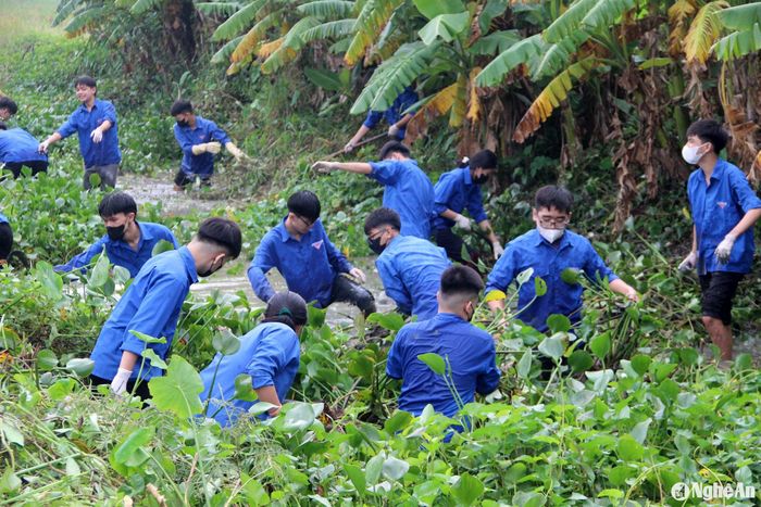 Những đám bèo lâu ngày bịt kín kênh mương được nhanh chóng vớt lên. Ảnh: Q.A