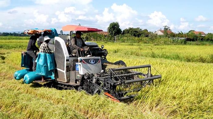  Bà con thu hoạch lúa vụ hè thu trên "Cánh đồng 132" 