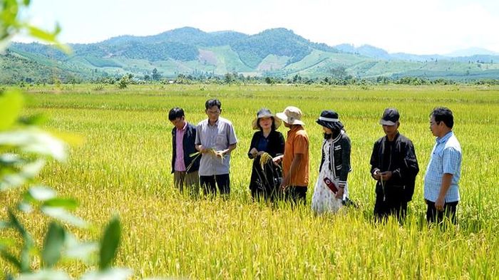  Cán bộ Phòng Nông nghiệp và phát triển nông thôn huyện Ea Kar đi thăm "Cánh đồng 132", tư vấn hỗ trợ kỹ thuật canh tác cho bà con 