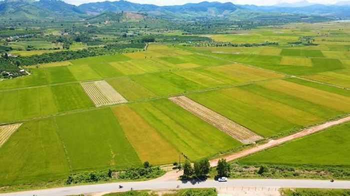  "Cánh đồng 132" xã Cư Elang, huyện Ea Kar trải dài mênh mông 