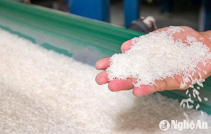 Nhiều loại gạo tăng thêm 2.000-3.000 đồng/kg. Ảnh: T.P