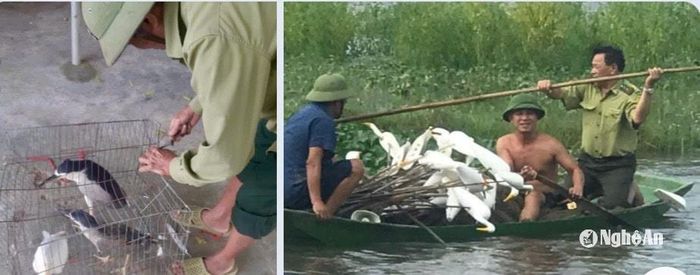 Các lực lượng chèo thuyền tháo dỡ bẫy chim cò. Ảnh: Văn Trường