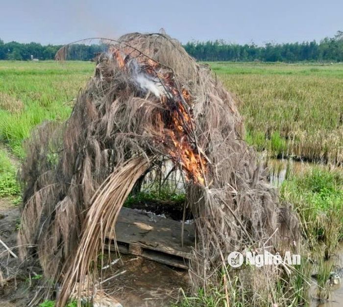 Đốt chòi canh bẫy chim tại huyện Quỳnh Lưu. Ảnh: Văn Trường