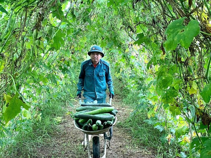 Gia đình anh Trương Xuân Nam ở Nghĩa Thịnh (Nghĩa Đàn) trồng bí xanh trái vụ thu nhập khá. Ảnh: Minh Thái