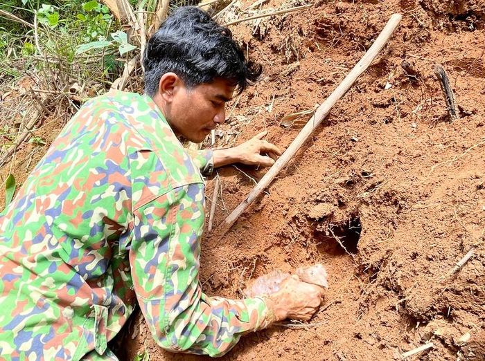  Sau một lúc đào bới, anh A Uôt (làng Kon Ktonh, xã Kon Pne) đã may mắn bắt được con dúi để làm vật cũng tế. Ảnh: M.N