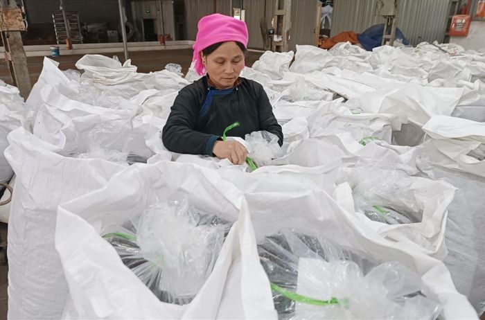  Bên cạnh bán cho hợp tác xã, một số hộ dân tự sao và đưa chè búp khô ra các chợ phiên bán. 