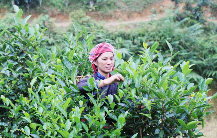  Vùng sản xuất chè hữu cơ của xã Bản Liền đã tạo việc làm và thu nhập thường xuyên, ổn định cho trên 310 hộ dân với hơn 1.500 lao động tại 4 thôn. 