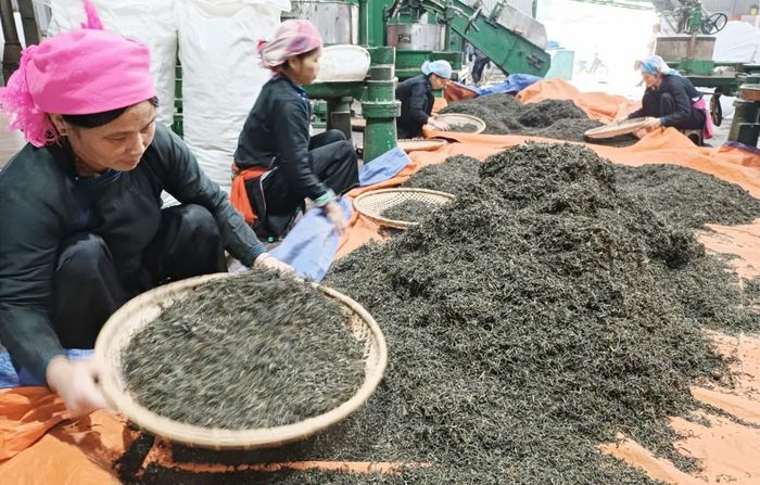  Trên 90% sản lượng chè búp tươi của các hộ dân Bản Liền được Hợp tác xã Chè hữu cơ Bản Liền thu mua để chế biến, xuất khẩu. 