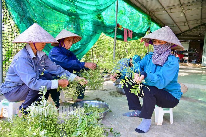 Người lao động sơ chế hoa hòe trước khi sấy.