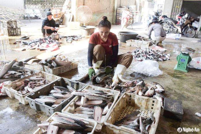 Một số chị em lại làm nghề nướng cá, phơi cá… cho các cơ sở chế biến hải sản trên địa bàn. Ảnh: T.P