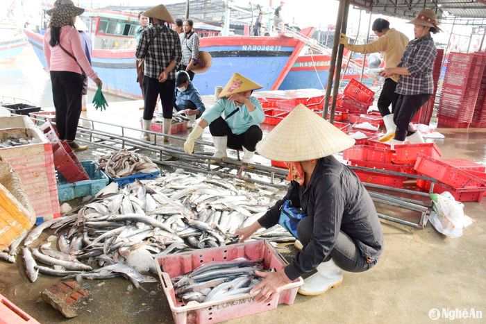 Cá được đưa xuống cảng, công việc như đã được “lập trình” sẵn, họ nhanh tay phân loại cá để chủ thuyền bán cho thương lái. Ảnh: T.P