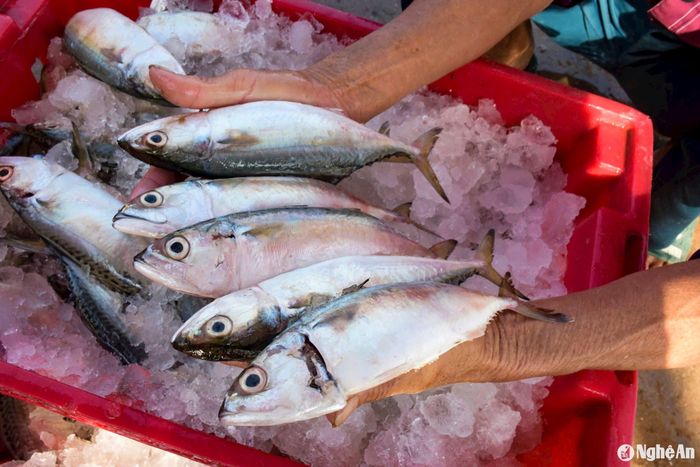 Những bàn tay bạc phếch, da nhăn nheo vì ngâm trong nước đá, trong mùi tanh của cá, tôm. Ảnh: T.P