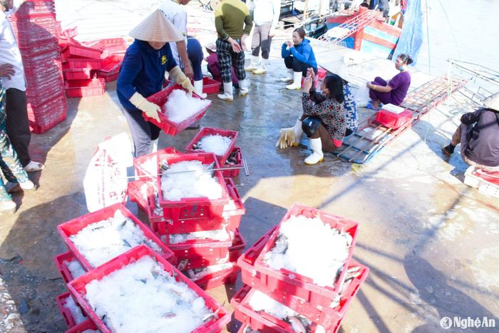 Những sọt cá nặng vài chục cân liên tục được bốc xếp, có những người phụ nữ, sức vóc nhỏ nhắn nhưng mỗi ngày oằn mình bưng vác hàng tạ cá. Ảnh: T.P