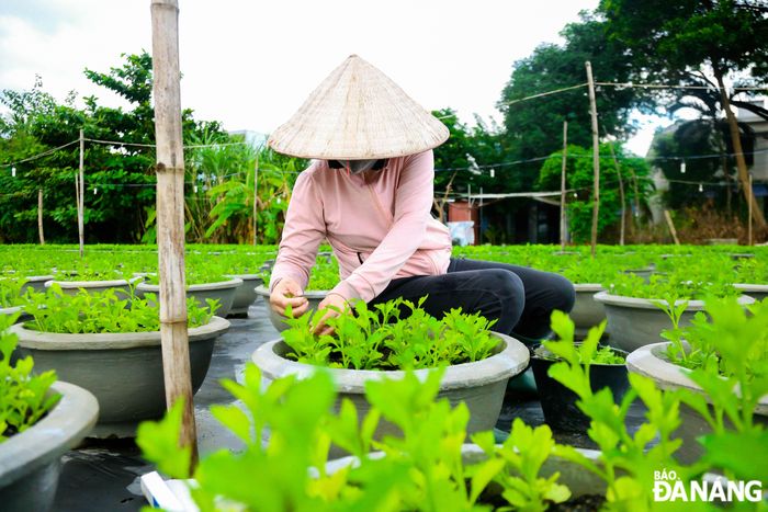 Hiện tại đang là công đoạn tỉa ngọn các chậu hoa. Theo các hộ dân tại đây, đê bảo đảm tốc độ sinh trưởng của cây, ngoài việc chong đèn vào ban đêm để cây sinh trưởng ra thì chúng ta cần phải tỉa bớt các ngọn có biểu hiện vàng, héo úa.