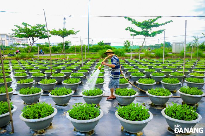 Cũng trong dịp này, tại khu vực đường Trần Nam Trung (quận Cẩm Lệ), các hộ dân cũng bắt đầu chăm bón cho vụ hoa phục vụ Tết 2025.