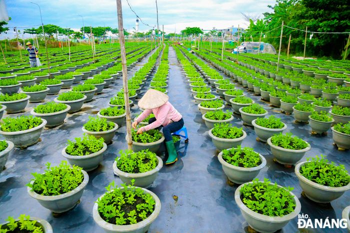 Việc chăm bón được triển khai vào dịp sáng sớm hằng ngày.