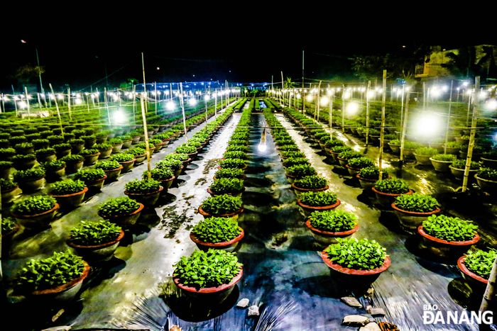Cũng theo UBND xã Hòa Châu, hiện nay tổ hợp tác đang hoạt động có hiệu quả, lợi nhuận bình quân của thành viên Tổ hợp tác trung bình 100 triệu đồng/năm.