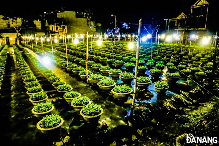 Trong năm nay, số lượng hoa được các hộ trồng để phục vụ Tết Nguyên đán 2025 rơi vào khoảng 16.000 hoa các loại. Trong đó có 9500 cúc, 5300 cúc mâm xôi và 1000 hoa các loại