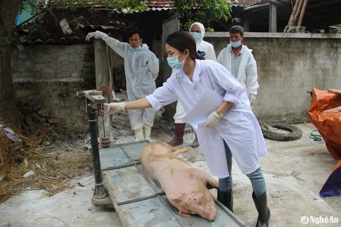 Dịch tả lợn châu Phi bùng phát mạnh sau mưa lũ. Ảnh: Quang An
