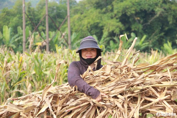 Chị Ngân Thị Tâm ở xã Tam Quang thu hoạch lứa ngô cũ chuẩn bị xuống giống vụ Đông. Ảnh: Quang An
