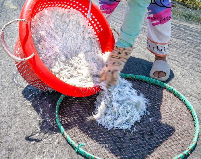 Từng sọt cá cơm bún trắng nõn, tươi ngon được đưa vào bờ để kịp phơi khô ngay trong ngày.