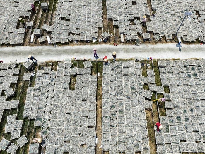 Vào mùa, mỗi ngày có hàng tấn cá cơm bún được các nhà máy ở Sông Đốc, Khánh Hải thu mua để chế biến sản phẩm cá cơm bún khô xuất khẩu.