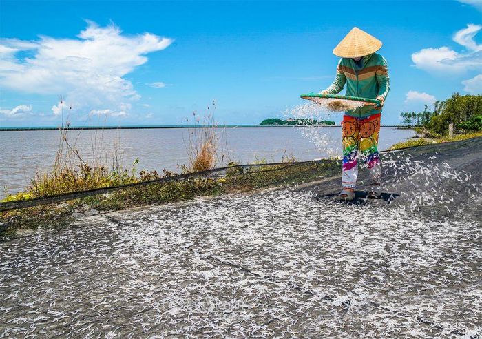 Qua từng nhịp sàng của các chị, những con cá cơm được rải đều trên sàn phơi cho kịp nắng. 