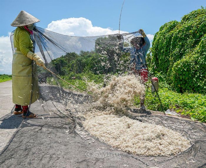 Để cá cơm bún khô đều, chị em phải đội nắng giữa trưa để trở cá, rất vất vả.