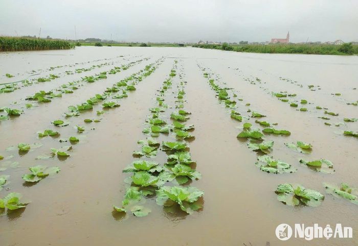 Rau màu của nông dân Diễn Thịnh ngập băng trong nước. Ảnh: T.P