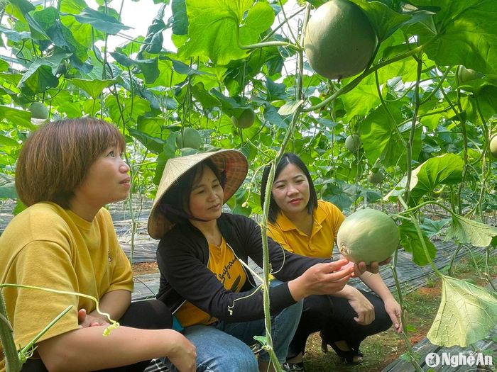 Gia đình chị Lục Thị Dung ở xóm Hữu Lam, xã Nghĩa Đức, huyện Nghĩa Đàn nhờ vay vốn của các cấp hội, đầu tư trồng dưa, vươn lên làm giàu. Ảnh: Minh Thái