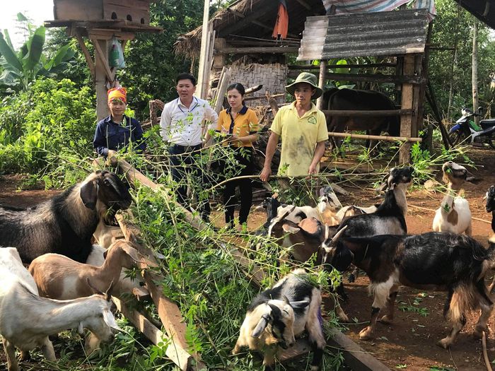 Hội Nông dân huyện Nghĩa Đàn và xã Nghĩa Lợi tham quan mô hình nuôi dê của gia đình anh Lê Trọng Hà ở xóm Lung Thượng. Ảnh: Minh Thái