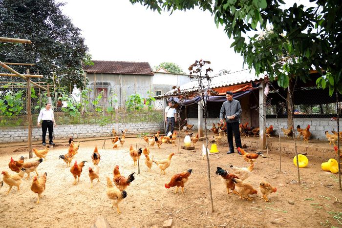 Nhiều mô hình xây dựng vườn chuẩn nông thôn mới hiệu quả ở huyện Nghĩa Đàn. Ảnh: Nguyên Nguyên