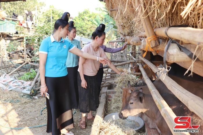 Nhân dân bản Chiềng Xôm, xã Chiềng Cang, chăn nuôi đại gia súc. 
