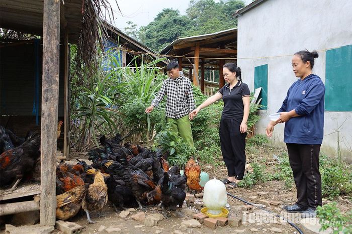 Đàn gà của gia đình chị Lý Thị Duyên, thôn Nà Pin, xã Đà Vị (Na Hang).