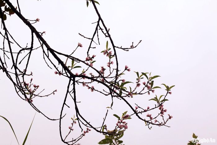 Những cành đào khẳng khiu nở hoa hồng thắm trong sương sớm tạo nên vẻ đẹp thơ mộng và yên bình trên bản làng vùng cao. Ảnh: Đào Thọ