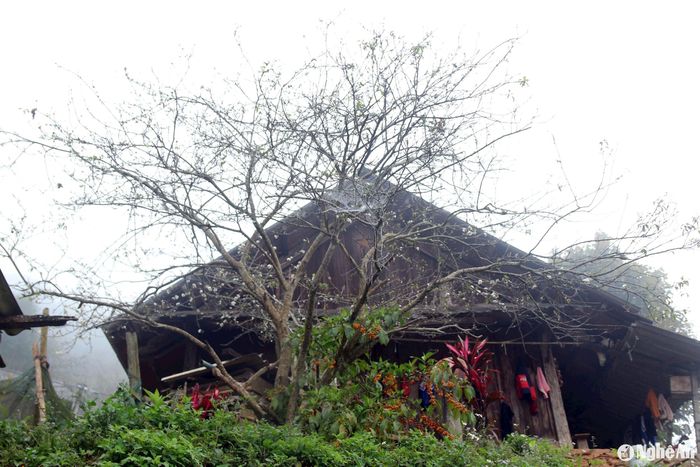 Mùa Thu, một số cây lê rừng cũng bắt đầu trổ hoa. Màu trắng tinh khiết của loài hoa này cũng tô điểm thêm cho vẻ đẹp núi rừng miền Tây xứ Nghệ. Ảnh: Đào Thọ