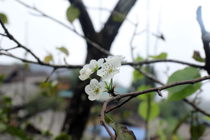 Hoa lê rừng tinh khiết e ấp trong nắng sớm tô đẹp thêm cho bản làng Kỳ Sơn mùa Thu. Ảnh: Đào Thọ