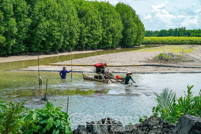 Cha con ông Võ Văn Út, xã Tam Giang Tây, huyện Ngọc Hiển, chuyên làm nghề sên, vét đất, bùn để cải tạo vuông bằng máy khoan, máy bơm hút bùn; mỗi mùa sên vuông ông kiếm vài chục triệu đồng.