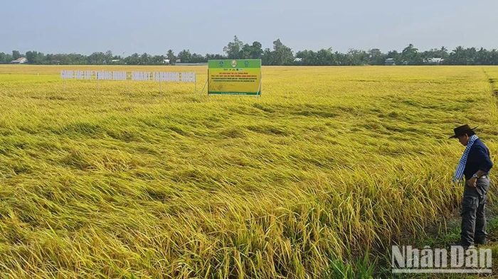 Canh tác lúa thông minh ở Hậu Giang.