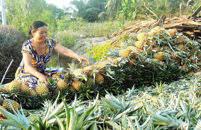 Người dân xã Hỏa Tiến, TP Vị Thanh, tỉnh Hậu Giang thu hoạch khóm