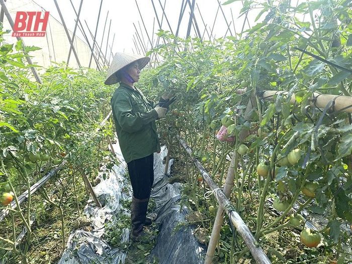 Nông dân xã Trường Xuân (Thọ Xuân) chăm sóc cây trồng vụ đông.