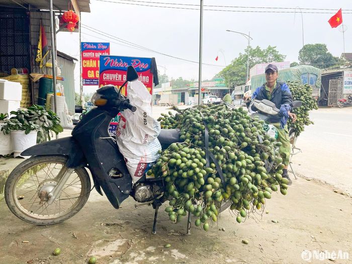 Thương lái thu mua cau cầm chừng. Ảnh: T.P